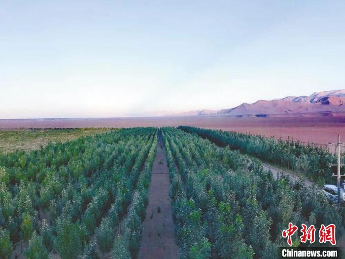 圖為格爾木境內(nèi)種植的綠樹?！「駹柲救诿襟w中心供圖