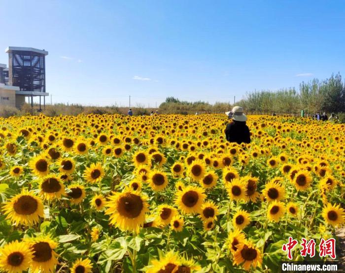 圖為格爾木境內(nèi)的向日葵花海?！「駹柲救诿襟w中心供圖