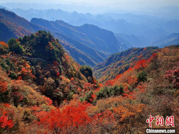 巴山大峽谷漫天紅葉?！埰?攝