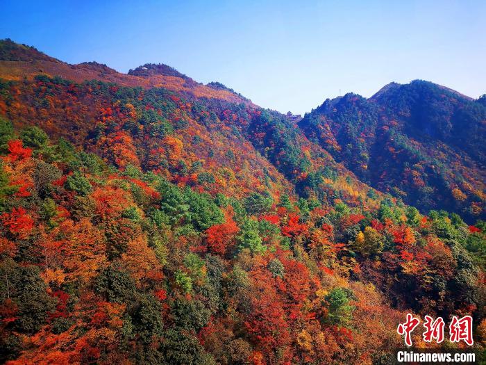 巴山大峽谷漫天紅葉?！埰?攝