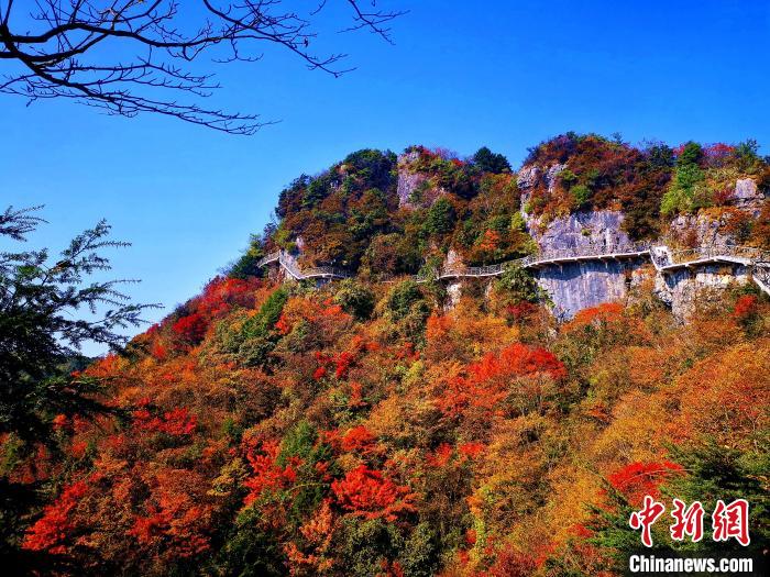 巴山大峽谷漫天紅葉?！埰?攝