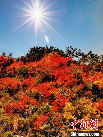 萬源市紅葉似火。　朱平安 攝
