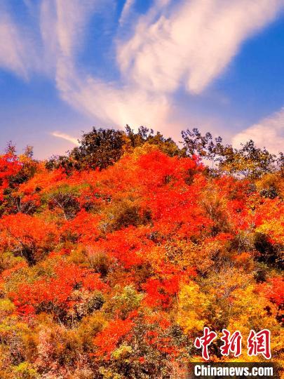 萬源深秋紅葉似火。　朱平安 　攝