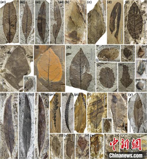 中始新世熱魯化石植物群(4500萬(wàn)–4000萬(wàn)年前)?！≈锌圃呵嗖馗咴?供圖