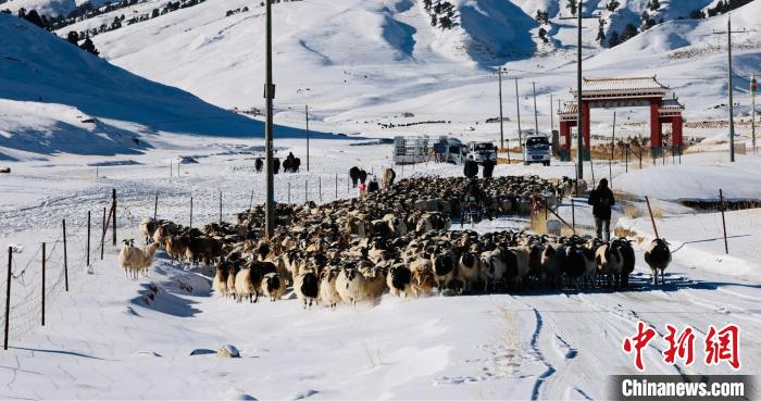 圖為村民在雪地上放牧?！《继m縣融媒體中心供圖