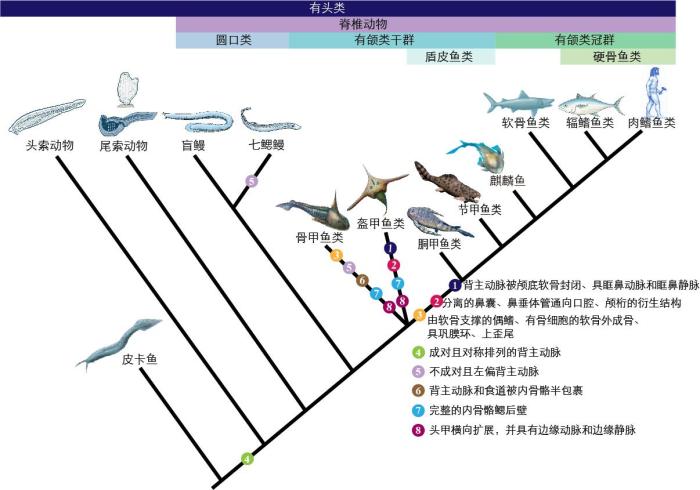 一些關(guān)鍵特征在脊索動物中的演化?！∶宪版?繪圖 攝