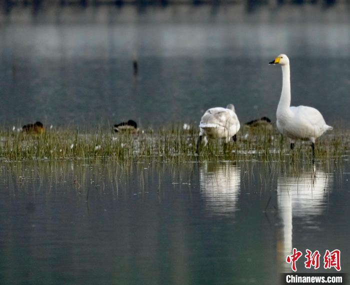 圖為一只大天鵝四處張望。　李玉峰 攝