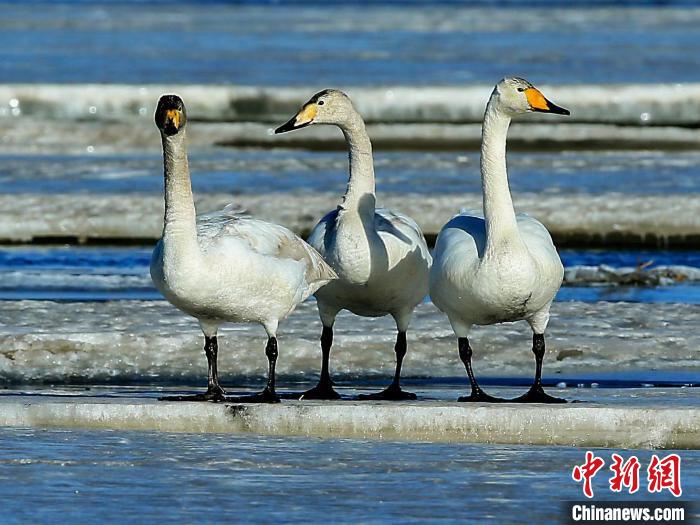 圖為三只天鵝在湖面上曬太陽(yáng)?！『螁⒔?攝