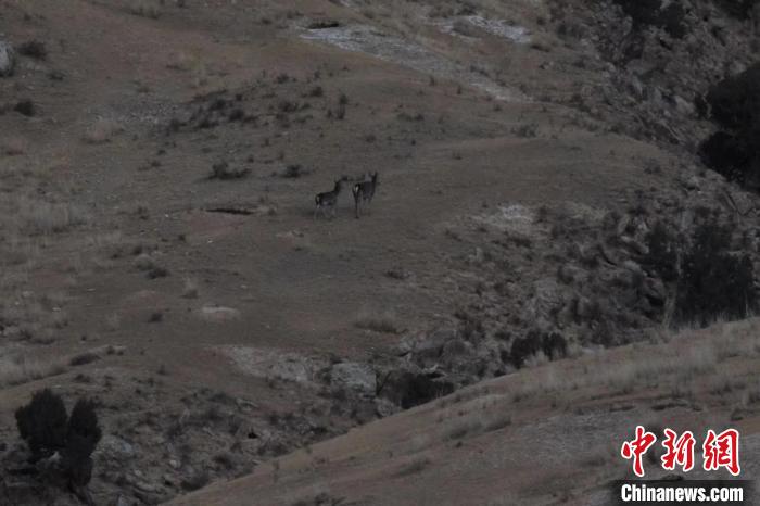 圖為兩只馬鹿在山坡上行走?！〔湃?攝