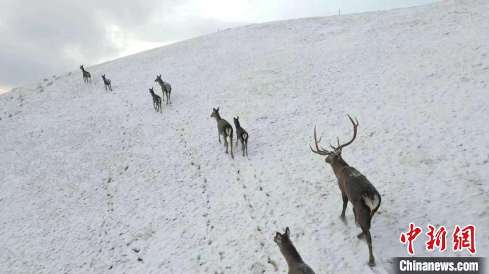 圖為馬鹿群在雪地里行走?！〔湃?攝