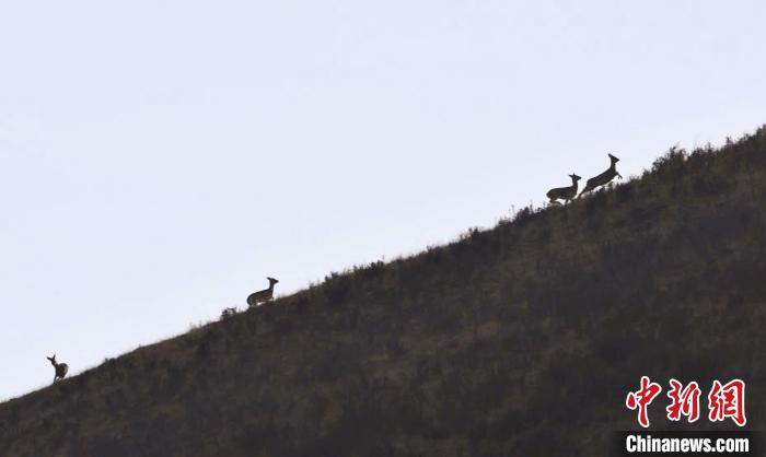 圖為狍鹿在山坡上漫步?！〔彭?xiàng)南加 攝