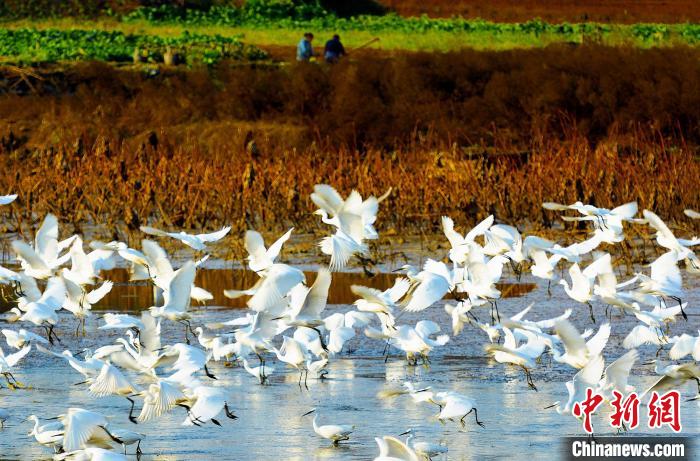 成都白鷺灣濕地公園?！“討?攝
