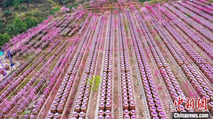 灼灼桃花惹人醉?！㈡?攝