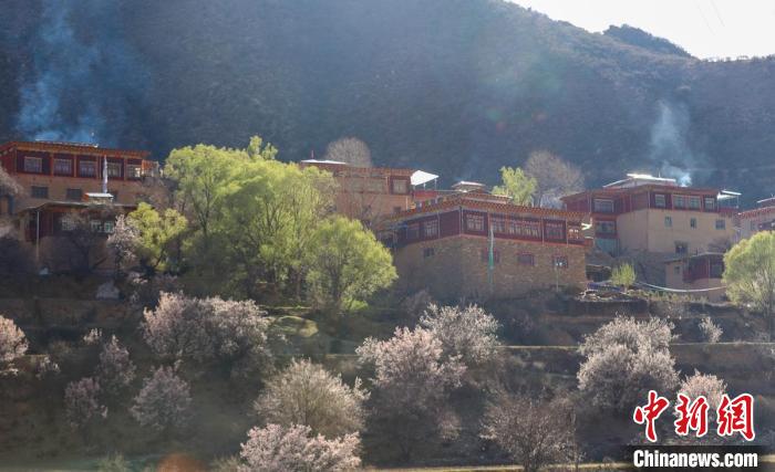 暖陽下白玉縣河坡鎮(zhèn)正在盛開的桃花與藏式民居?！“子袢诿?攝