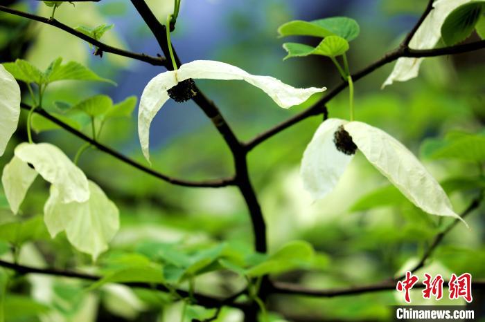 兩片潔白的花瓣隨風(fēng)搖曳就像飛翔的白鴿。　呂楊 攝