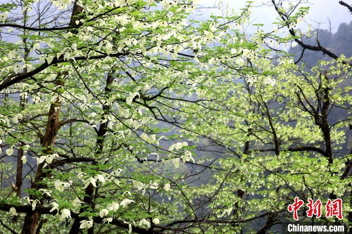 珙桐是1000萬年前新生代第三紀(jì)留下的孑遺植物，中國特有的樹種，是國家一級瀕危保護野生植物?！螚?攝