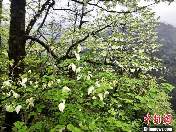 山谷兩側(cè)高大繁茂的珙桐樹。　呂楊 攝
