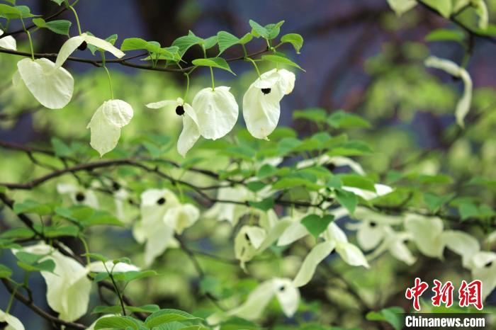珙桐樹開出潔白的花朵?！螚?攝