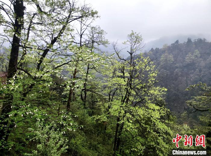 珙桐花朵潔白素雅，與青山雨霧融為一體。　呂楊 攝