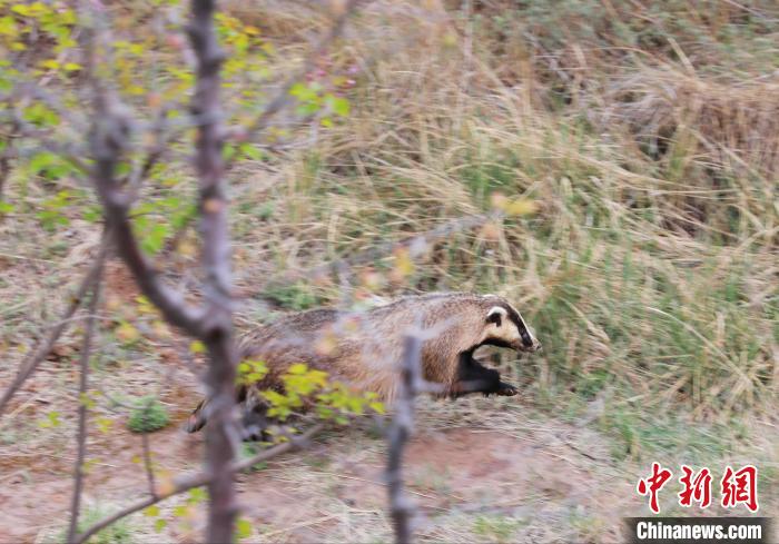 圖為西寧野生動(dòng)物園救護(hù)的狗獾在西寧市放歸大自然?！●R銘言 攝
