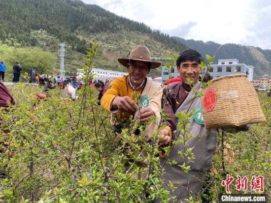 圖為當?shù)剞r(nóng)牧民進行藏雪茶采摘比賽?！⊥鮿x 攝