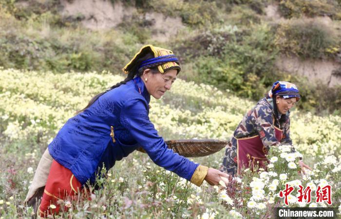 黑水村民在采摘杭白菊。桐鄉(xiāng)市宣傳部提供