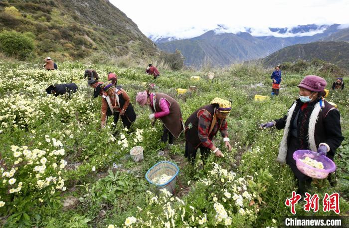 “落戶”黑水的杭白菊。桐鄉(xiāng)市宣傳部提供