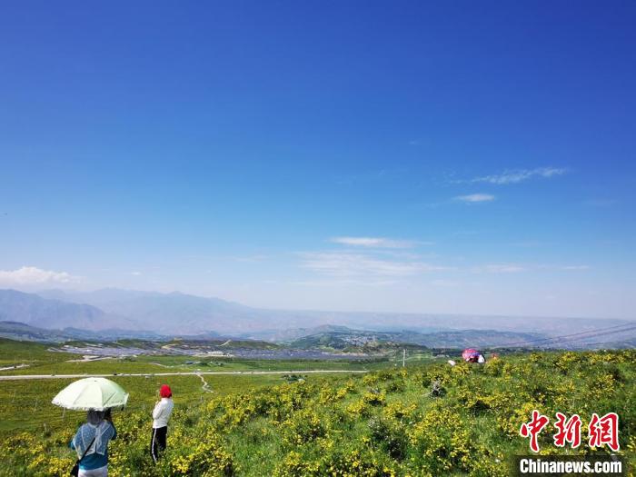 2020年07月07日拍攝于臨夏州積石山縣境內(nèi)，生態(tài)環(huán)境逐漸恢復(fù)，小黃花開遍山間。(資料圖) 殷春永 攝