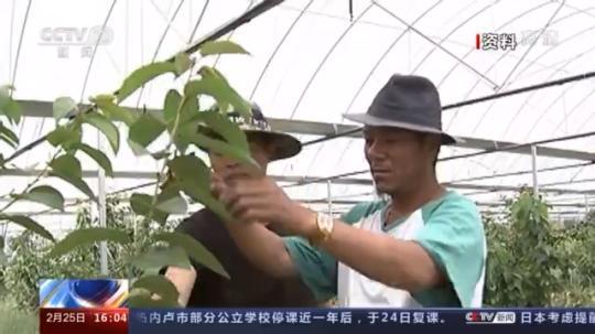 種蘑菇、養(yǎng)駱駝...。。特色產(chǎn)業(yè)助力鄉(xiāng)村振興走新路