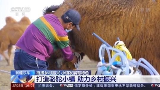 種蘑菇、養(yǎng)駱駝...。。特色產(chǎn)業(yè)助力鄉(xiāng)村振興走新路