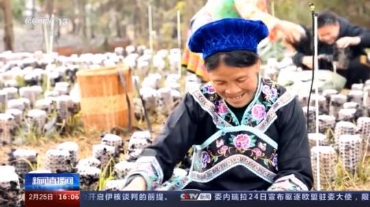 種蘑菇、養(yǎng)駱駝...。。特色產(chǎn)業(yè)助力鄉(xiāng)村振興走新路