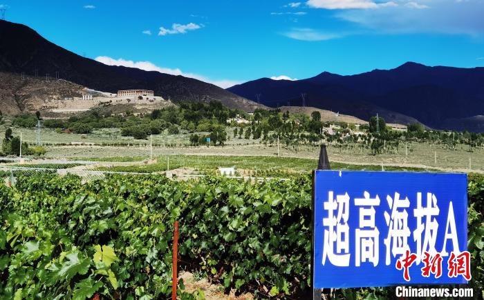 圖為桑日縣種植的葡萄?！∩侥仙Ｈ湛h委宣傳部提供