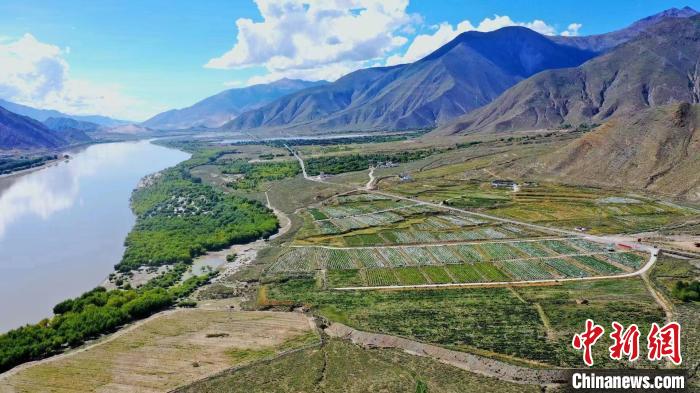 圖為桑日縣葡萄種植基地?！∩侥仙Ｈ湛h委宣傳部提供