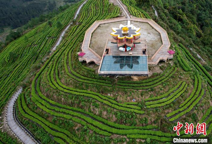 圖為西藏林芝市墨脫縣背崩鄉(xiāng)格林村山頂?shù)木坝^茶園。(無人機照片) 李林 攝