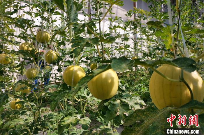 圖為康馬縣大棚內(nèi)的金太陽西瓜?！⒔ㄜ?攝