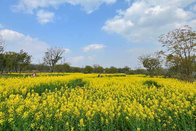 每到油菜花季，就有市民相約到重慶廣陽島上踏青賞花。鄒樂攝