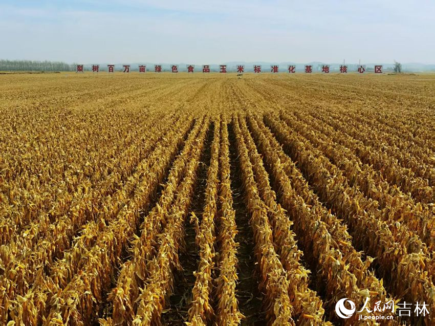 吉林黑土地上糧滿倉（資料圖片）。人民網(wǎng)記者 王海躍攝