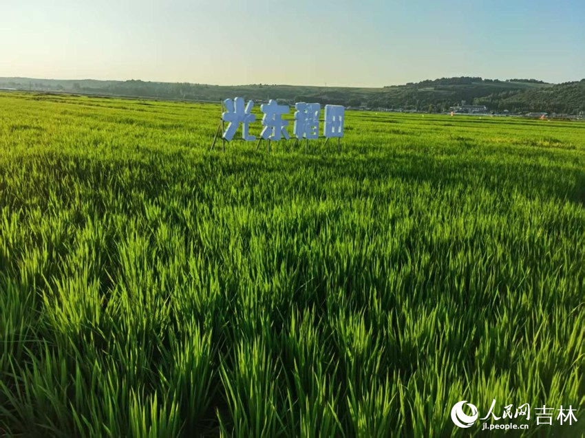 光東村稻田風(fēng)景美如畫（資料圖片）。人民網(wǎng)記者 王海躍攝