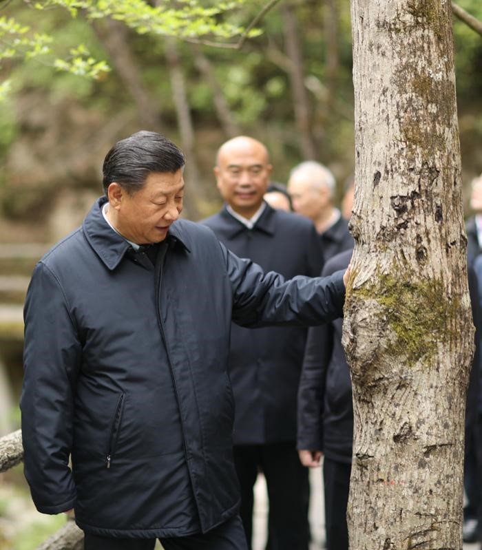 2020年4月20日，中共中央總書(shū)記、國(guó)家主席、中央軍委主席習(xí)近平在陜西考察調(diào)研。這是習(xí)近平在位于商洛市柞水縣的秦嶺牛背梁國(guó)家級(jí)自然保護(hù)區(qū)，考察秦嶺生態(tài)保護(hù)情況。 新華社記者 鞠鵬 攝
