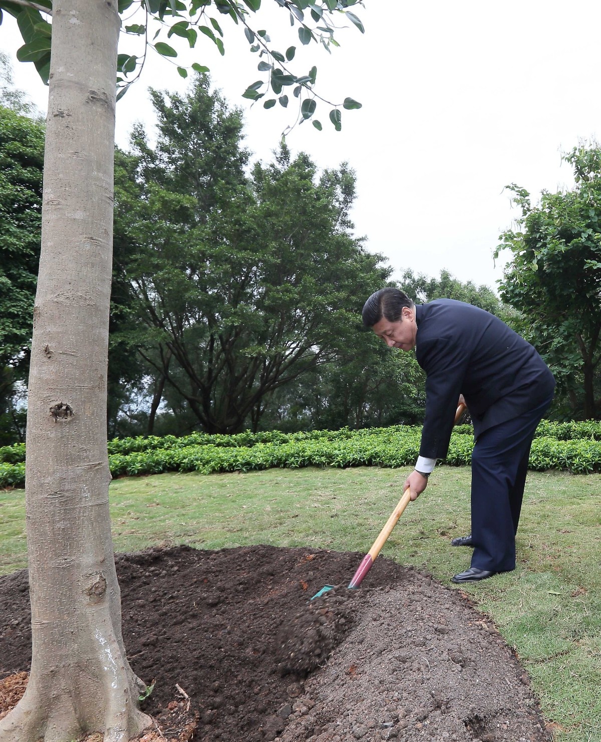2012年12月8日，習(xí)近平在深圳蓮花山公園種下一棵高山榕樹。