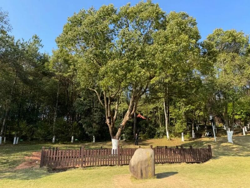 習近平同志為福建省長汀縣水土保持科教園捐種的香樟樹。圖源：學習時報