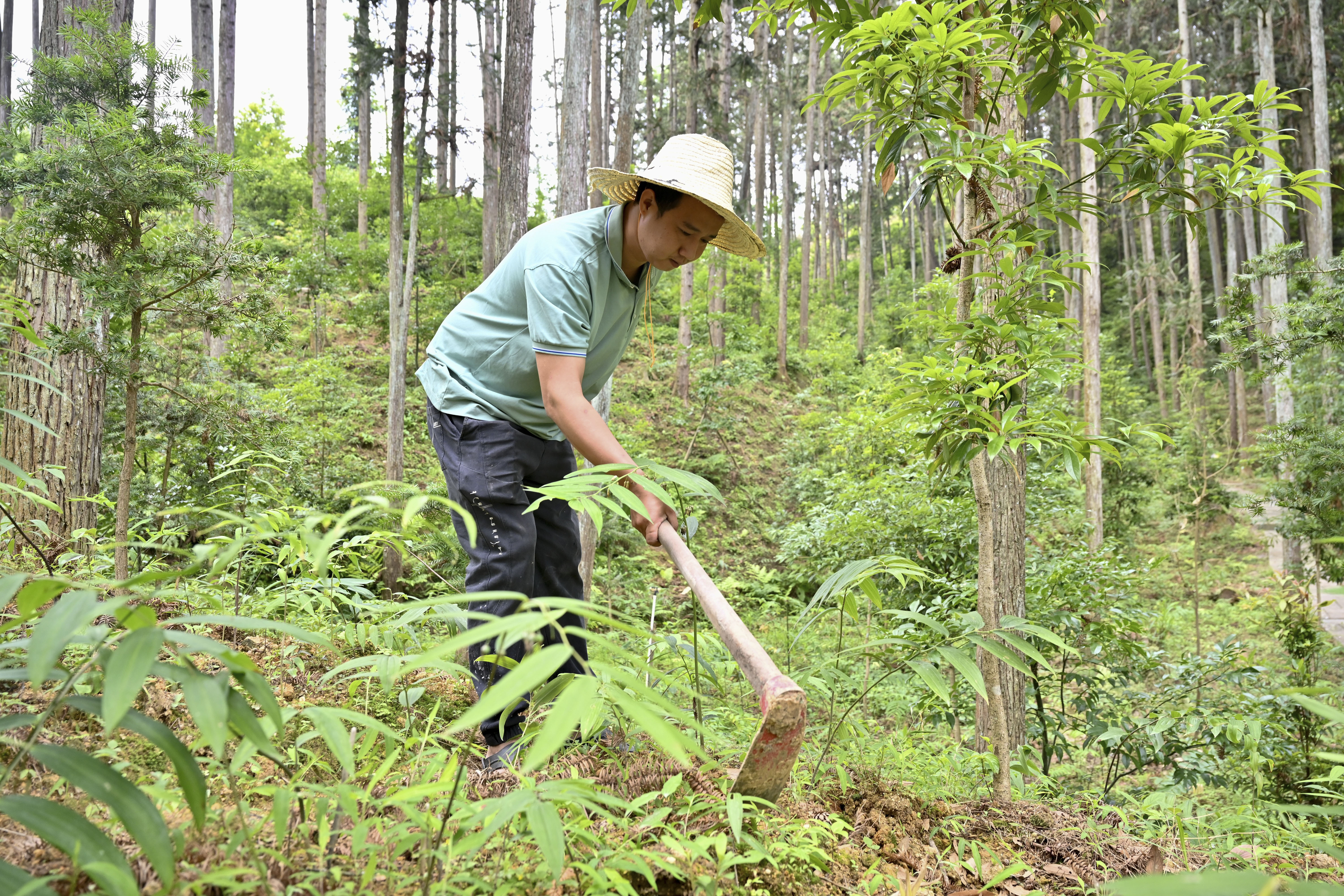 2024年5月9日，福建省三明市馬巖林下經(jīng)濟(jì)種植示范基地工人在管理林下種植的多花黃精。