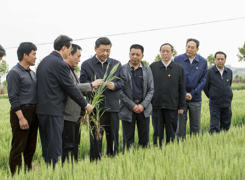 2016年4月25日下午，習(xí)近平在安徽滁州市鳳陽縣小崗村察看小麥長勢。左一為種糧大戶程夕兵。新華社記者 李學(xué)仁 攝