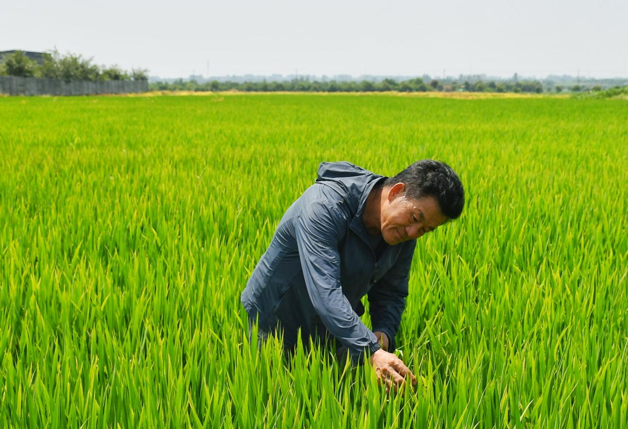 程夕兵在農(nóng)田里檢查水稻種植情況。人民網(wǎng)記者 周坤 攝