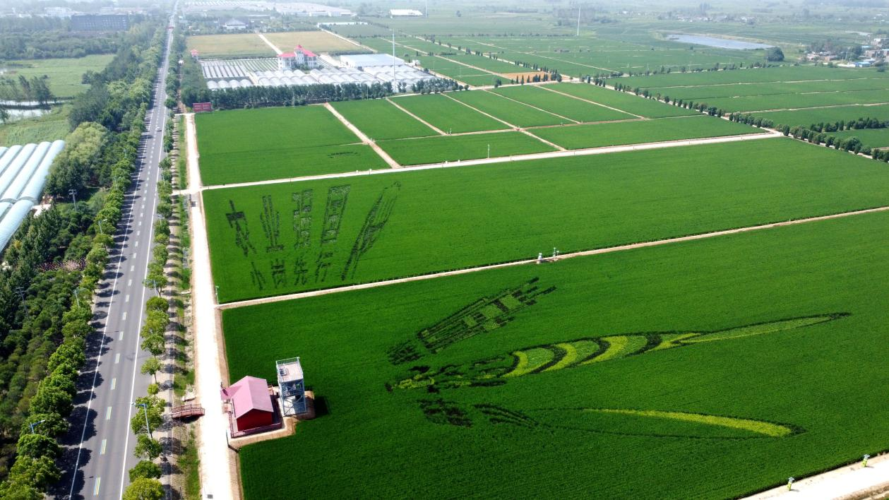 俯瞰小崗村高標(biāo)準(zhǔn)農(nóng)田。鳳陽縣委宣傳部供圖