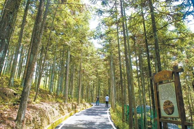 福建周寧縣黃振芳家庭林場。（圖源：央視新聞）