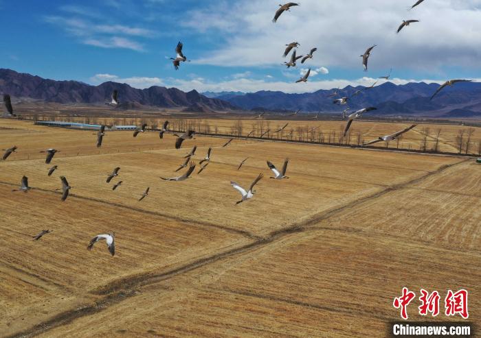 圖為黑頸鶴在拉薩市林周縣境內(nèi)飛翔?！∝暩聛?lái)松 攝