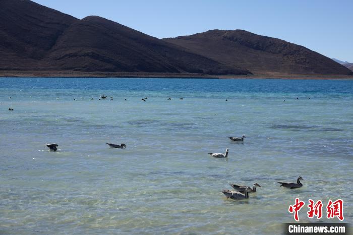 圖為過冬的候鳥在羊湖游弋?！∪轿木?攝