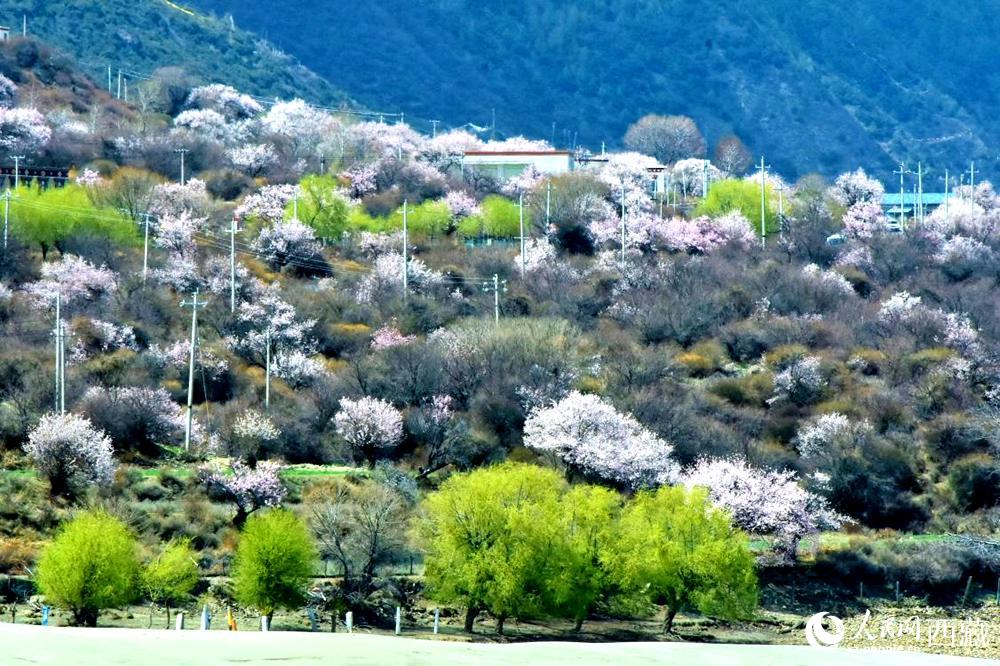 村莊掩映在桃花林中。人民網(wǎng) 李海霞攝