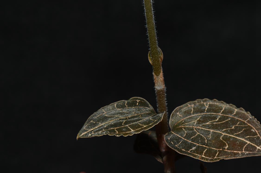 墨脫金線蘭。金效華攝
